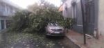 Balvanera: durante el temporal se cayó un árbol en Chile al 2400