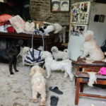 Rescatan a 12 perros “en estado de abandono” en La Boca