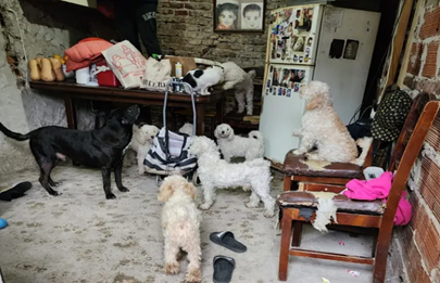 Rescatan a 12 perros “en estado de abandono” en La Boca