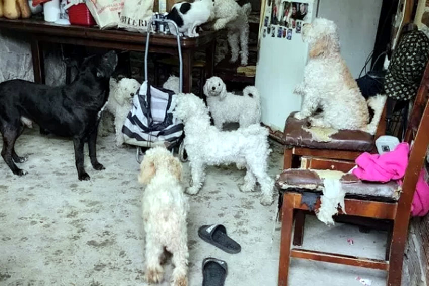 Rescatan perros en estado de abandono de una casa de La Boca