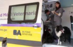 Jornadas de castración de mascotas en Liniers, Mataderos y otros barrios porteños
