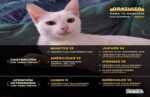 Atención veterinaria y castraciones gratuitas