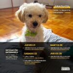 Vacunación antirrábica gratuita en el barrio Piedrabuena