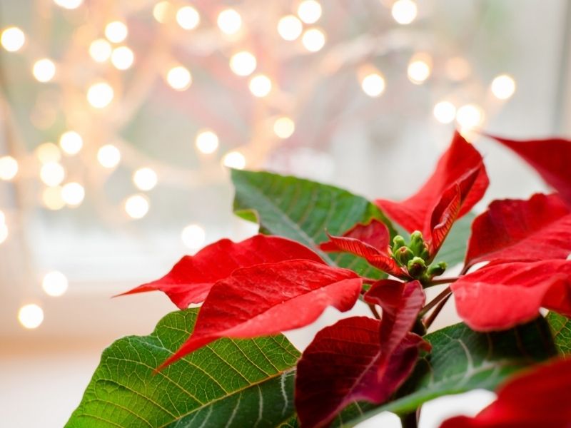 Leyenda de la flor navideña