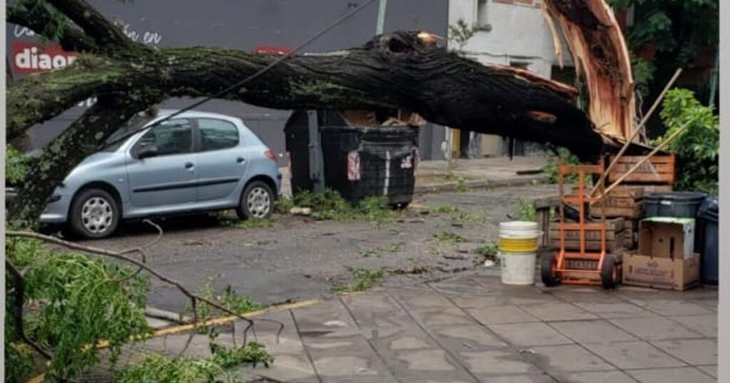 “Los árboles que más resistieron son aquellos que no fueron podados reiteradamente”
