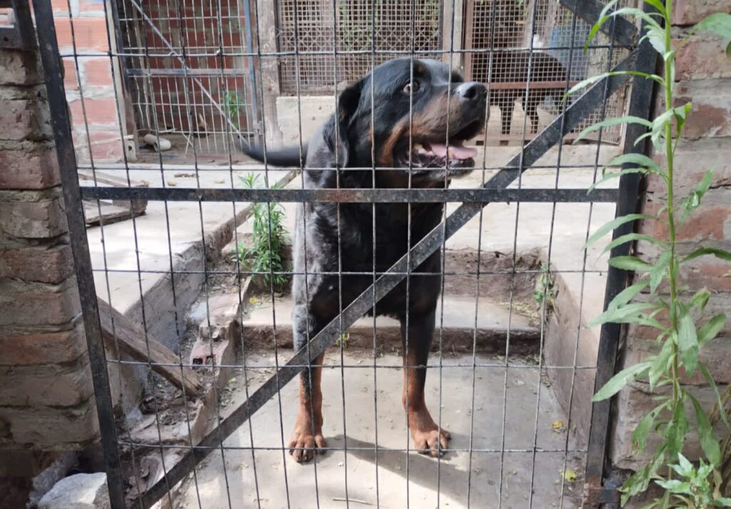 Allanaron al conductor del choque en Villa del Parque y encontraron un criadero ilegal de perros, armas y municiones