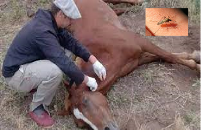 Garrahan: emiten una actualización epidemiológica sobre Encefalitis Equina