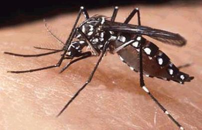 Llegó el primer caso autóctono de dengue a la Comuna 9
