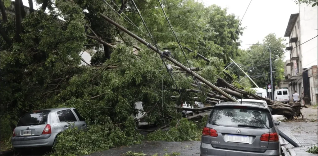 Árboles: la sombra que se vuelve amenaza