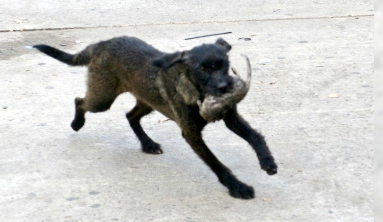 Desalojo en Retiro: una rata irrumpió en una conferencia de Jorge Macri y dos perros se la comieron