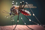 El Ministerio de Salud de CABA alerta por aumento de casos de dengue