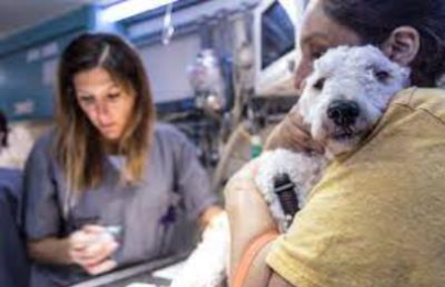Nuevo operativo veterinario en la Ciudad
