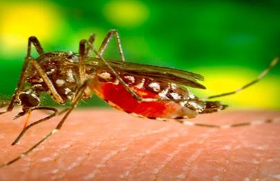  Informa la comuna 7 “Invasión de mosquitos no es igual al aumento de dengue”
