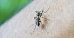 Dengue: preocupa el aumento de casos en la Comuna 11