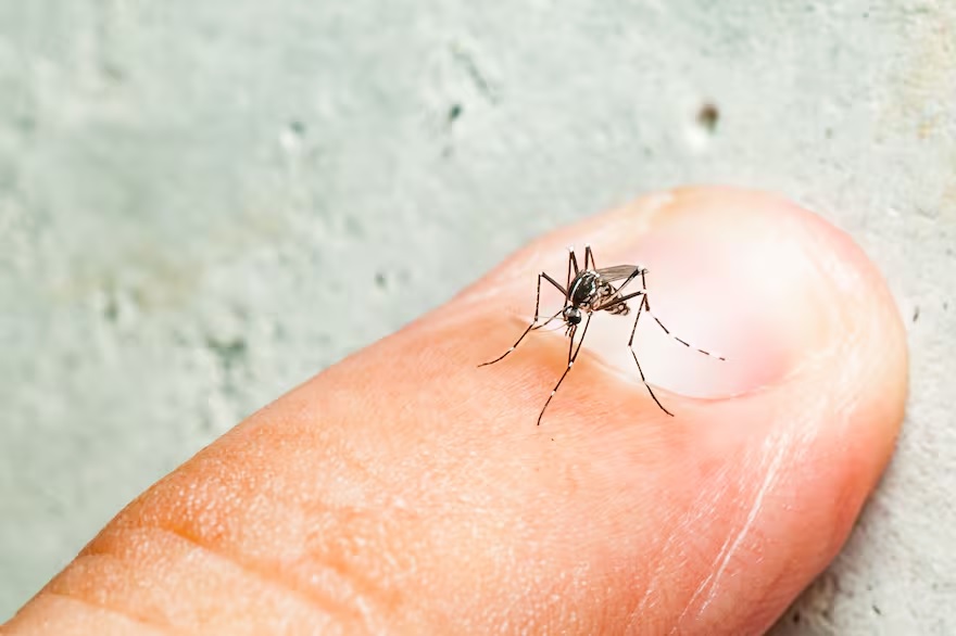 En el GCBA afirman que aumentó la cantidad de casos de dengue por “un cambio de patente epidemiológico en Argentina”