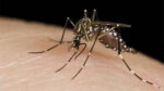 Alerta por el dengue