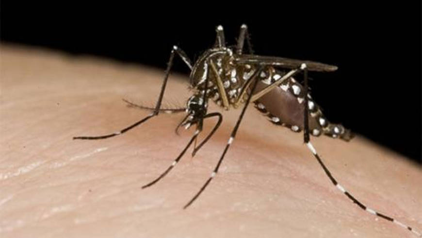 Alerta por el dengue