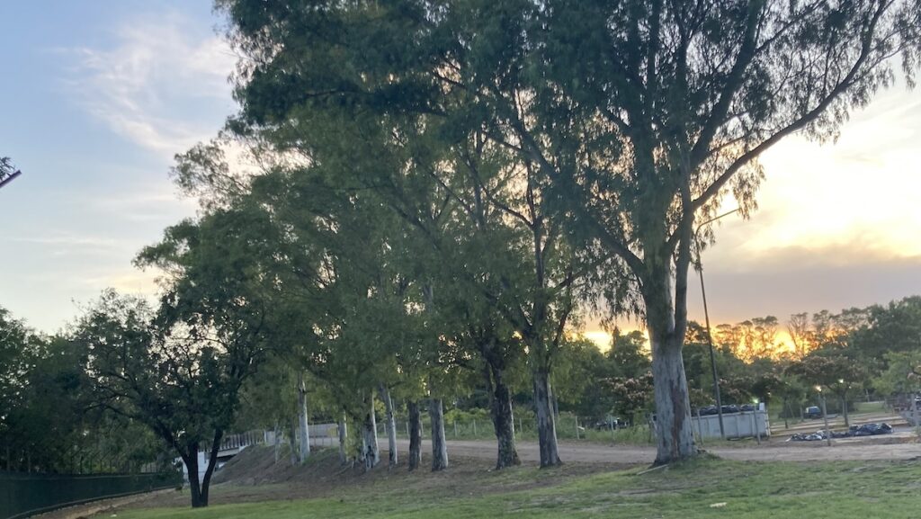 Parque Sarmiento: confirman una segunda licitación por la pista de ciclismo, dañada por la circulación de automóviles y fallas en la construcción