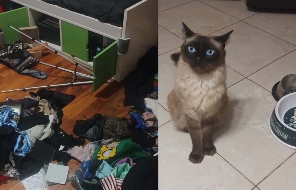 Su gata escapó mientras les desvalijaban la casa en Saavedra: gracias a los vecinos lograron recuperarla