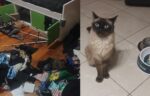 Su gata escapó mientras les desvalijaban la casa en Saavedra: gracias a los vecinos lograron recuperarla