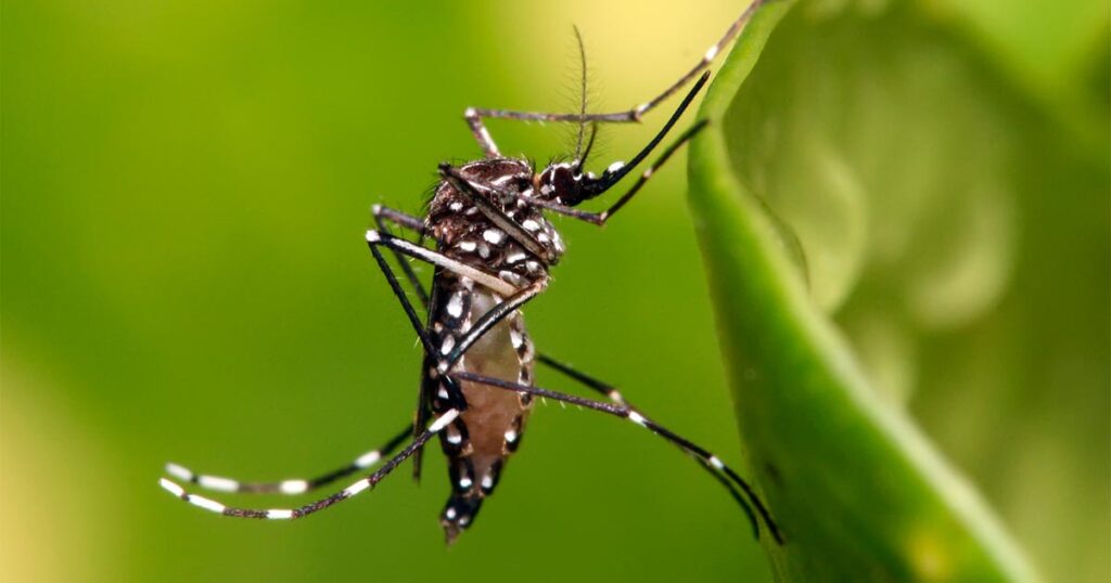 Comuna 15: Piden que se conforme una mesa de trabajo para abordar la temática del dengue