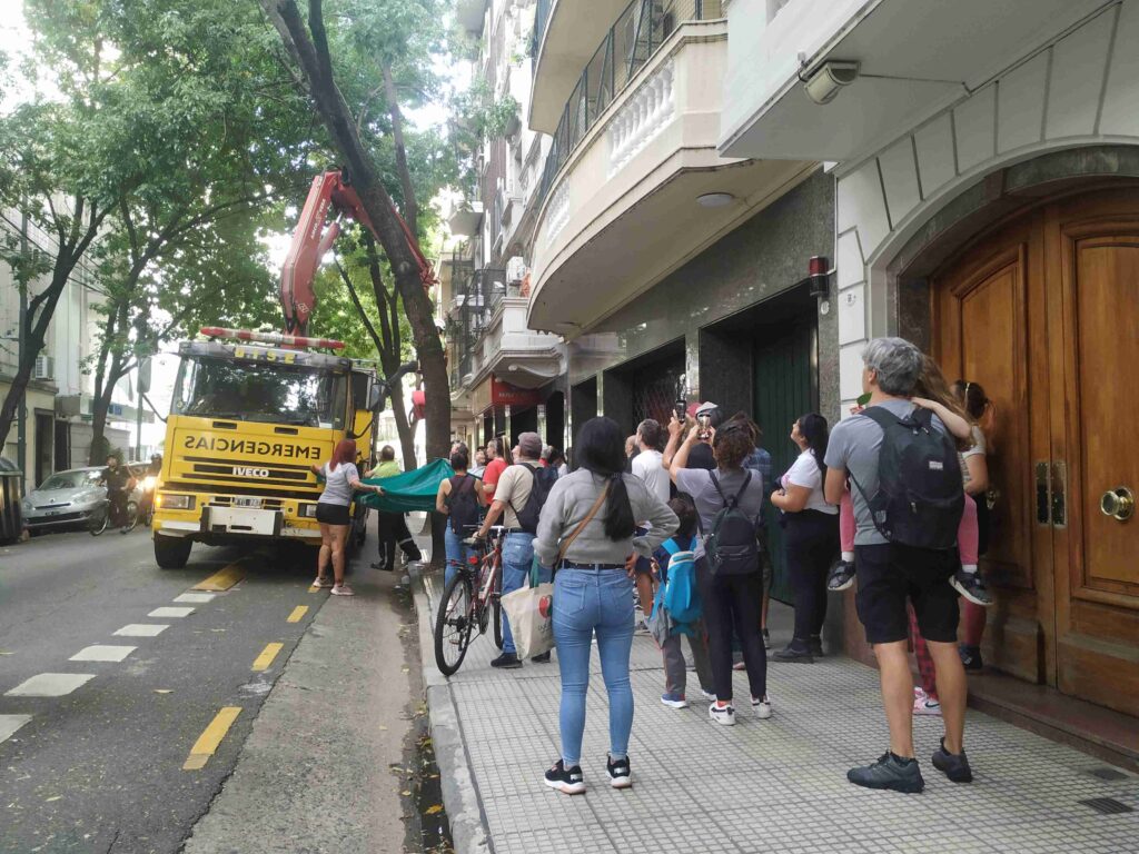 Final feliz en Almagro: rescataron a un gato que se había trepado a lo más alto de un árbol