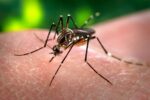 Los casos graves de dengue pueden afectar el corazón