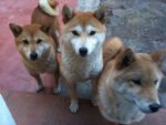 Vidas de perro