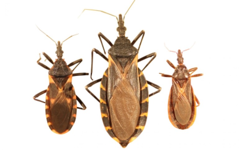 Mal de Chagas: crece el contagio de madre a hijo