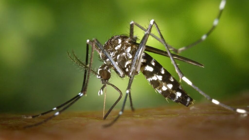 Dengue: el Gobierno nacional habilitó la importación de repelentes