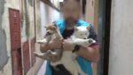 Clausuraron dos criaderos ilegales y rescataron 18 perros en Villa Crespo y Mataderos