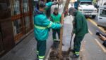 Por el plan de arbolado, la Ciudad plantará unos 15.000 árboles y suma 3.000 más para reemplazar a los caídos por el temporal de diciembre
