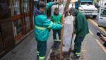 Ciudad plantará más de 3.000 árboles extra para reponer los caídos en el temporal de diciembre