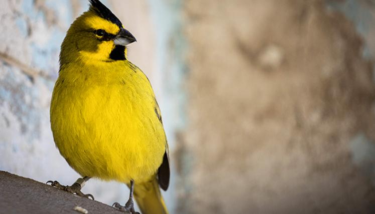 El Ecoparque de Palermo liberará ocho cardenales amarillos