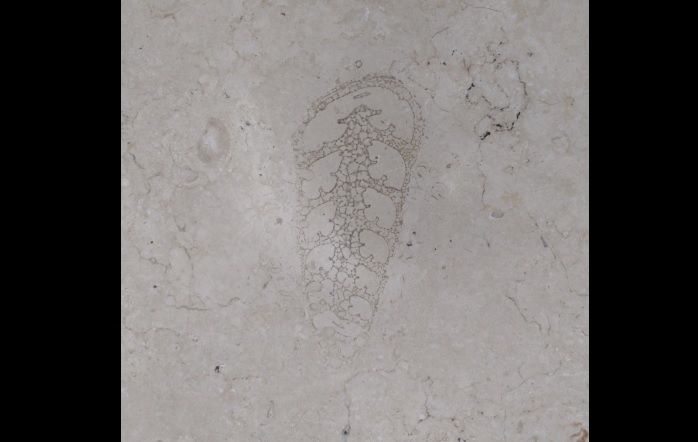 Incluyeron un sitio impensado de Saavedra en el mapa de fósiles urbanos