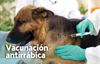 Confirman operativo veterinario gratis en Villa Soldati