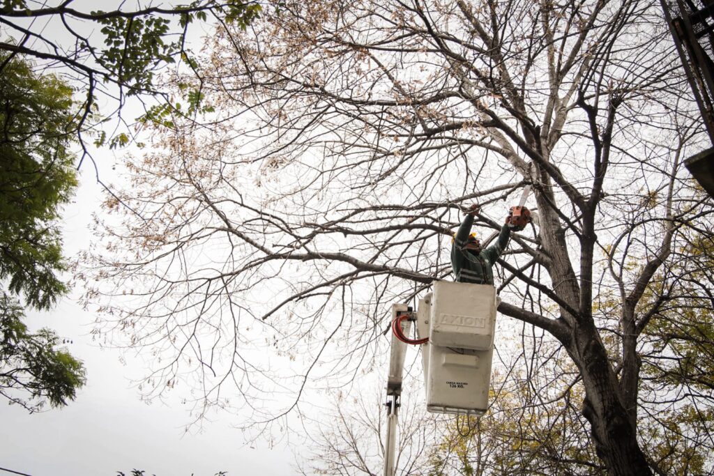 Está en marcha el plan anual de poda en la Ciudad