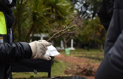 Entrega de esquejes de rosales en Parque Chacabuco
