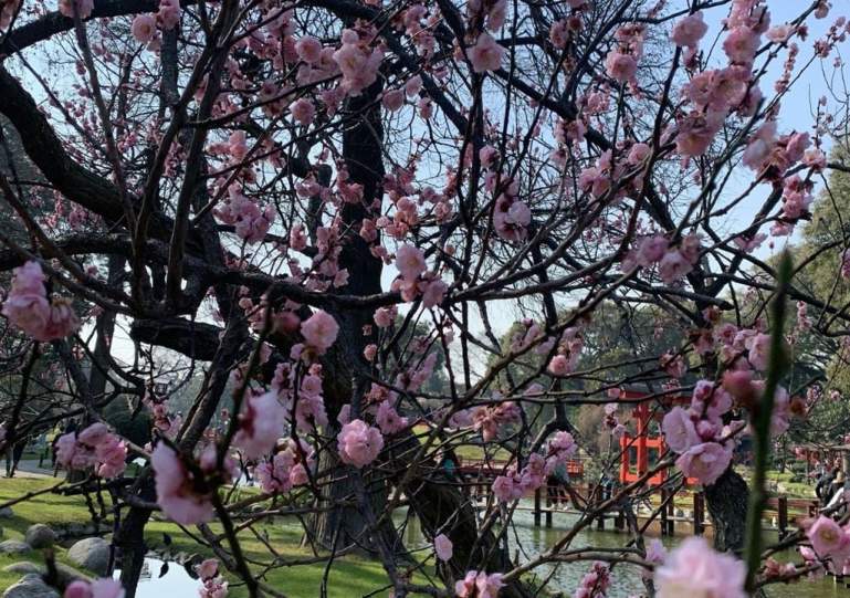 La floración del Sakura en el Jardín Japonés