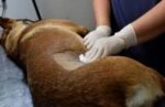  Atención y castración veterinaria en el Parque Indoamericano