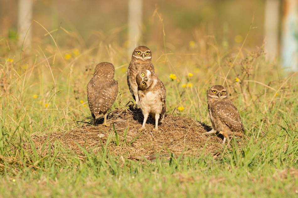 Parque Sarmiento: la Defensoría del Pueblo recomendó al GCBA un plan para cuidar a las lechuzas vizcacheras y medidas ante eventos masivos