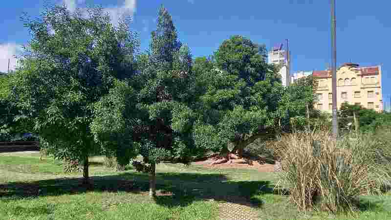 Balvanera: por la Semana del Árbol, plantarán ejemplares nativos en la Manzana 66