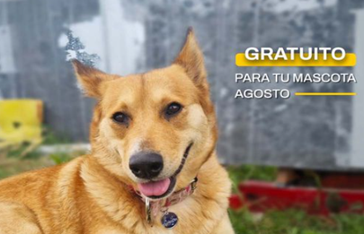 Vacunación antirrábica gratuita en la Plaza Sicardi de Flores