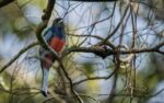 San Cristóbal: piden declarar de Interés Ambiental y Educativo a Aves Argentinas