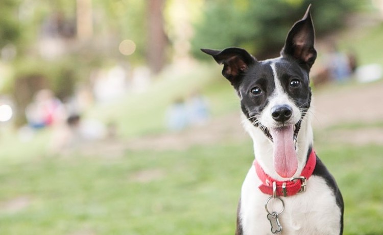 Jornada de Adopción en Plaza Echeverria de Vila Urquiza
