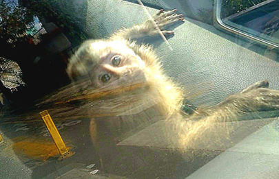 Mataderos: en un allanamiento por amenazas y uso de arma rescataron un mono en cautiverio