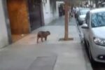 Un carpincho caminó por las calles de Recoleta y fue derivado al Ecoparque de Palermo