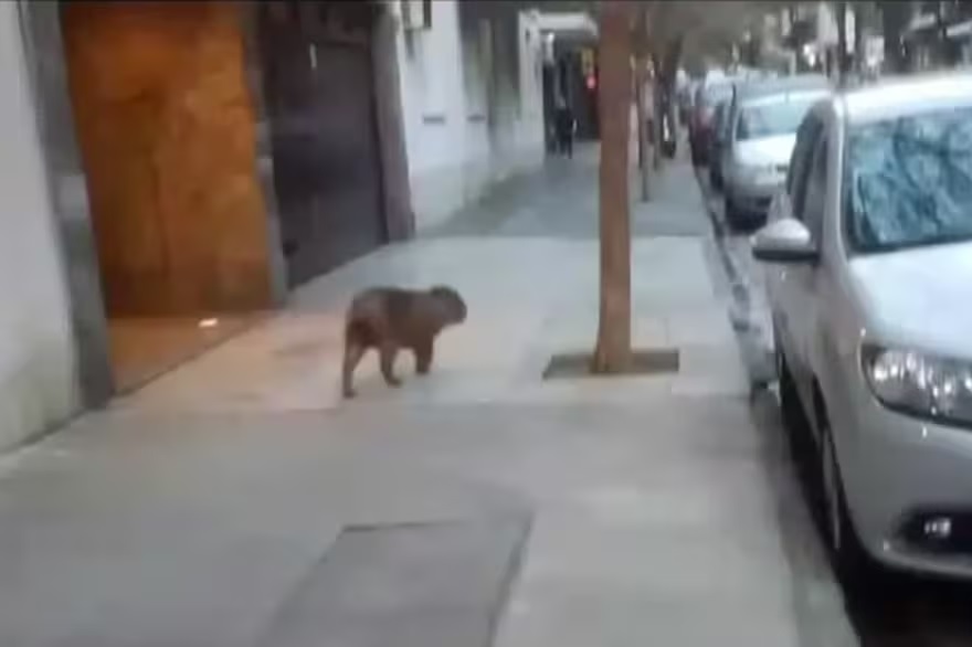 Un carpincho caminó por las calles de Recoleta y fue derivado al Ecoparque de Palermo