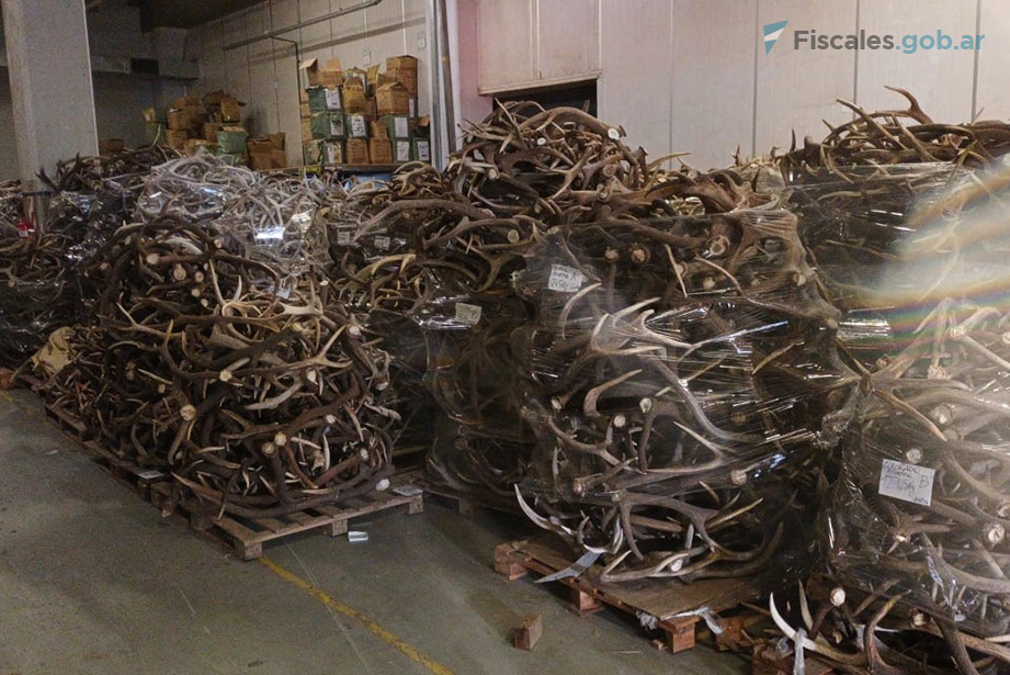 Incautaron 40 toneladas de astas de ciervo en un depósito del Polo Tecnológico Industrial de Villa Soldati