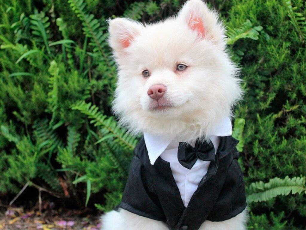 Hay más perros y gatos que niños en CABA